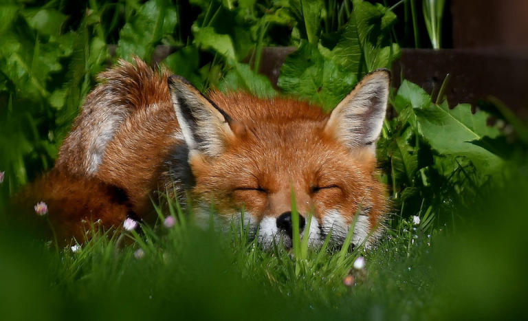 Fox